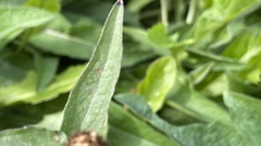 Centaurea jacea
