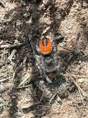 Phidippus ardens