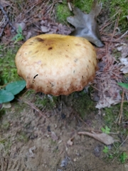 Suillus americanus