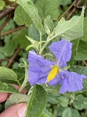 Solanum hindsianum