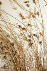 Carex billingsii