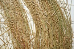 Carex billingsii