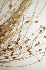 Carex billingsii
