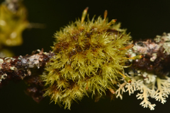 Orthotrichaceae