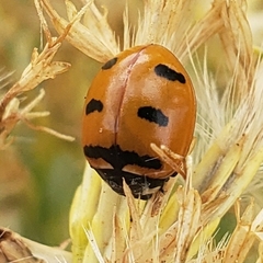 Coccinella transversoguttata