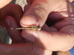 Diplacodes lefebvrii