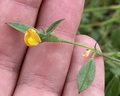 Stylosanthes viscosa