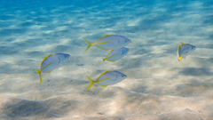 Pseudocaranx dentex