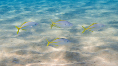 Pseudocaranx dentex