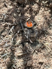 Phidippus ardens