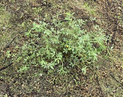 Stylosanthes viscosa