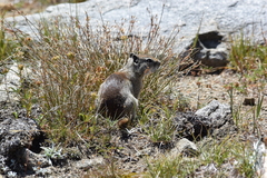 Urocitellus beldingi