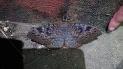 Erebus walkeri