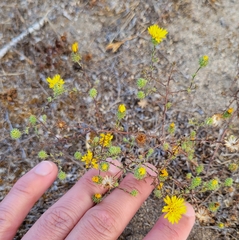 Lessingia pectinata pectinata
