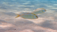 Seriola dumerili