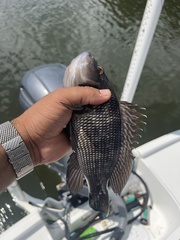 Centropristis striata