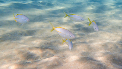 Pseudocaranx dentex