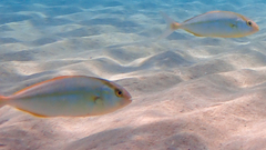 Seriola dumerili