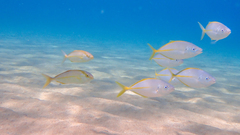 Seriola dumerili