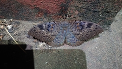 Erebus walkeri