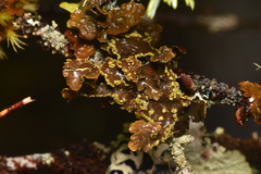 Pseudocyphellaria