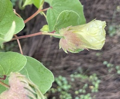 Gossypium davidsonii