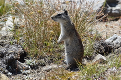Urocitellus beldingi