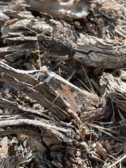 Oedipodinae
