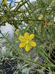 Ludwigia
