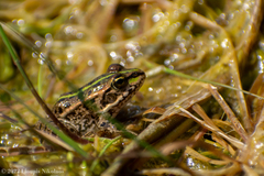 Pelophylax kurtmuelleri
