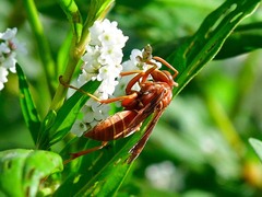 Polistes bellicosus