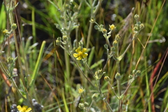Potentilla pensylvanica