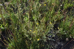 Potentilla pensylvanica