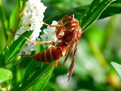 Polistes bellicosus