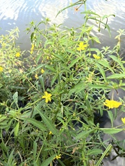 Ludwigia