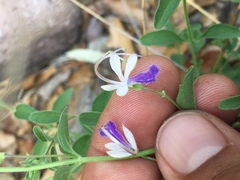 Trichostema arizonicum
