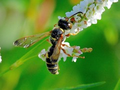 Cerceris bicornuta