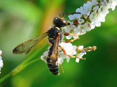 Cerceris bicornuta