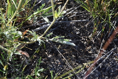 Potentilla pensylvanica