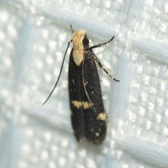 Chionodes phalacra
