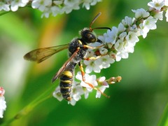 Cerceris bicornuta