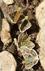 Muschampia proto