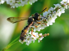Cerceris bicornuta