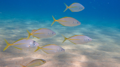 Pseudocaranx dentex