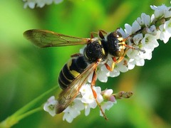 Cerceris bicornuta