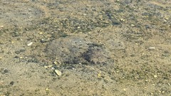 Limulus polyphemus