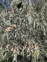 Elaeagnus