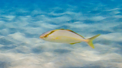 Seriola dumerili