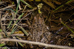 Pelophylax kurtmuelleri
