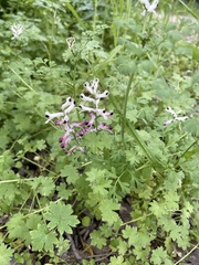 Fumaria agraria